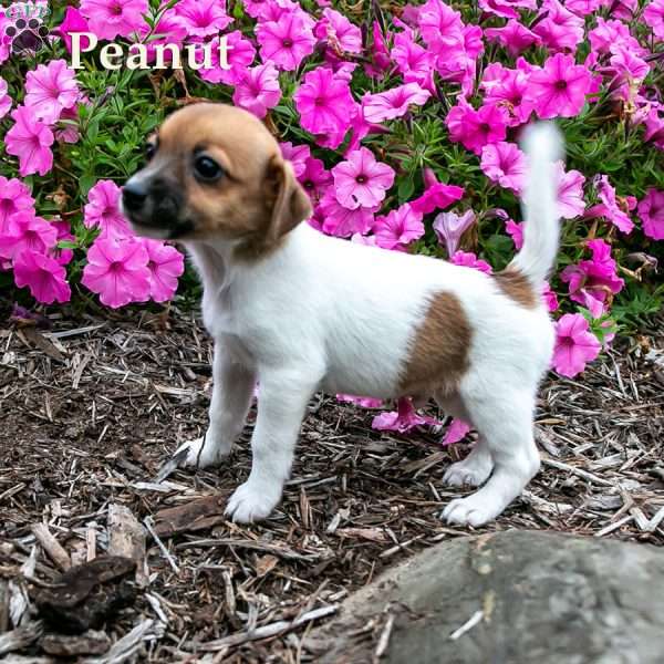 Peanut, Jack-A-Ranian Puppy